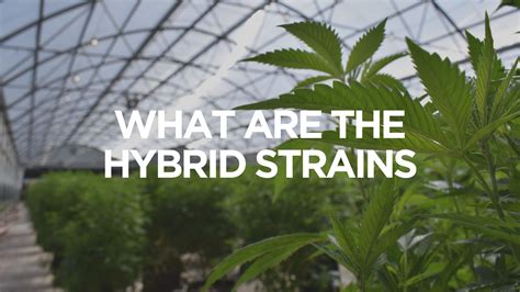 Hybrid Strains Everything You Need To Know Apotheca