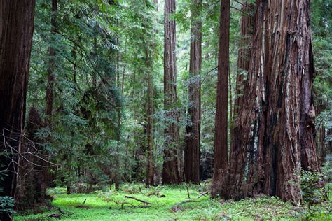 Redwoods Above A Clover Forest Floor At Montgomery Woods In California