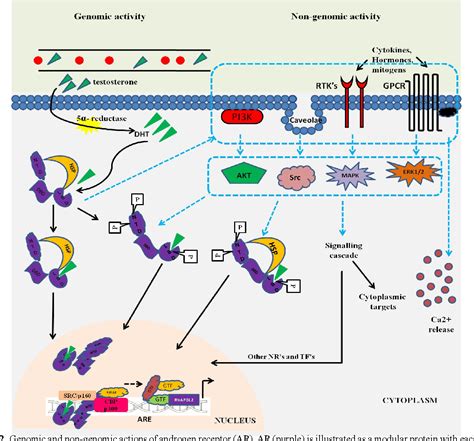 Figure 2 From A Brief Overview Of Androgen Receptor Its Structure