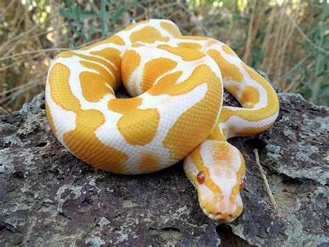 Images For Yellow Anaconda Python Breeders Temperament Pet Snake