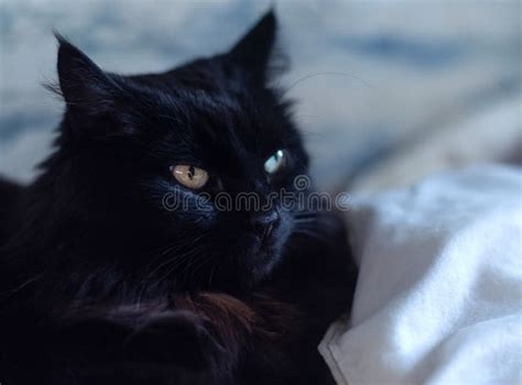Portrait Of A Beautiful Black Fluffy Cat Lying On A Bed On A White