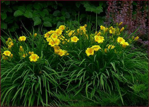 ‘stella Doro Was The First Ever Reblooming Daylily Cultivar Her