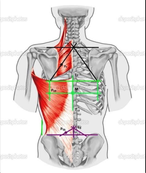 Paraspinal Muscles Anatomy