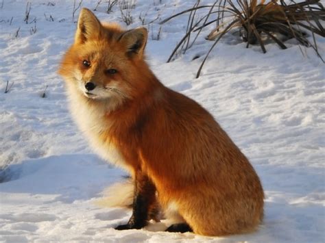 Red Foxes Look Their Best In Their Winter Coats