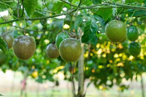 8 Best Climbing Plants In Australia In 2022 Passion Fruit Plant