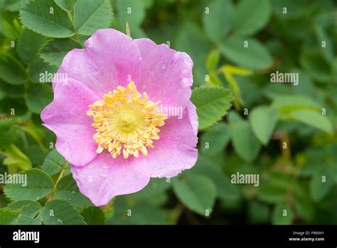 Wild Rose Or The Prickly Rose Rosa Acicularis British Columbia