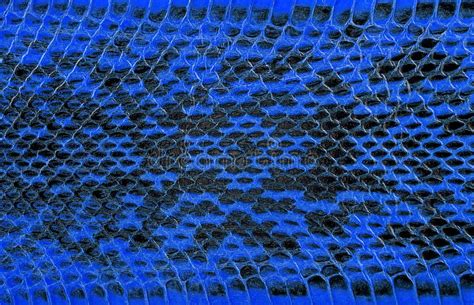 Blue Python Leather Skin Texture For Background Stock Photo Image Of