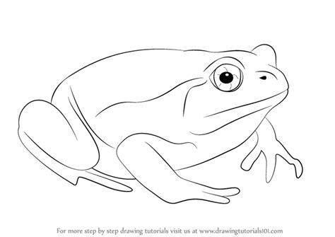 This free step by step lesson progressively builds upon each.barroom. Learn How to Draw a Tomato Frog (Amphibians) Step by Step ...
