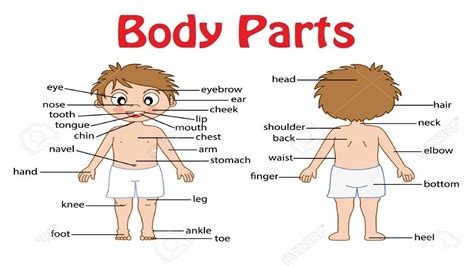 English 5000 Words With Pictures Parts Of The Body Photos And English