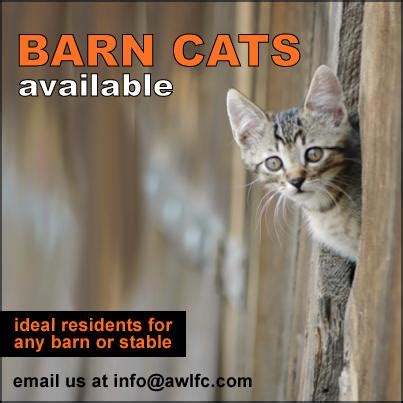 Adopters can spend time with a cat or kitten (and the occasional dog) and go home with their new furry friend the very same day. Cat for adoption - BARN BUDDIES, a Domestic Short Hair Mix ...