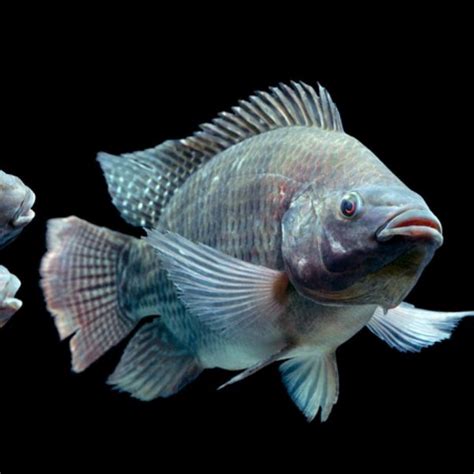 Is Tilapia A Real Fish Or Is It Man Made Journey Into The Wild Quora