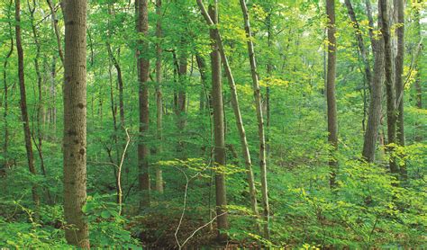 Healthy Forests | Audubon New York