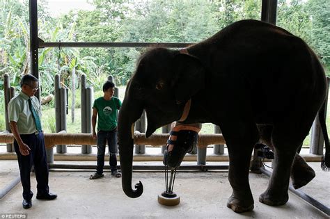 Elephants Mosha And Motola Given Prosthetic Legs After Landmine