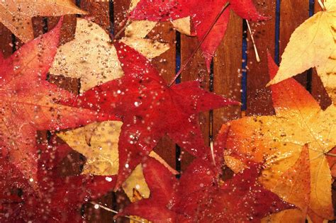 Wet Autumn Leaves Of Red Gum Stock Photo