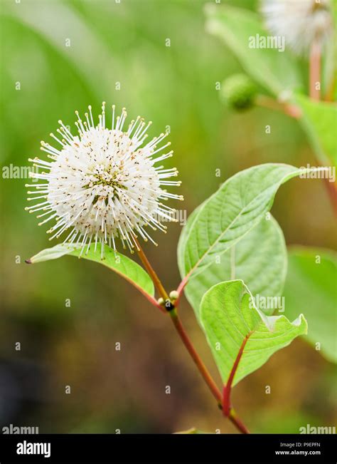 Cephalanthus Occidentalis Is An Open Branched Deciduous Bush Or Small