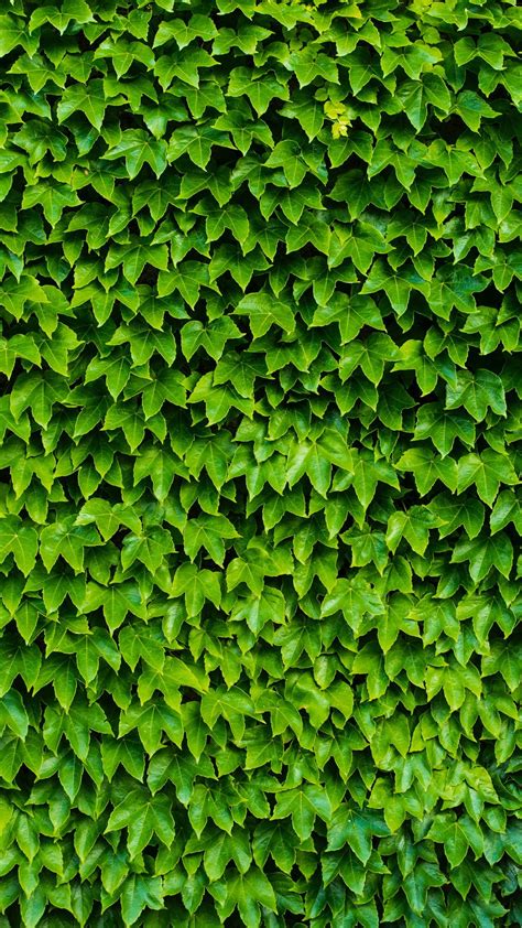 Foliage Plant Green Wallpaper 1080x1920