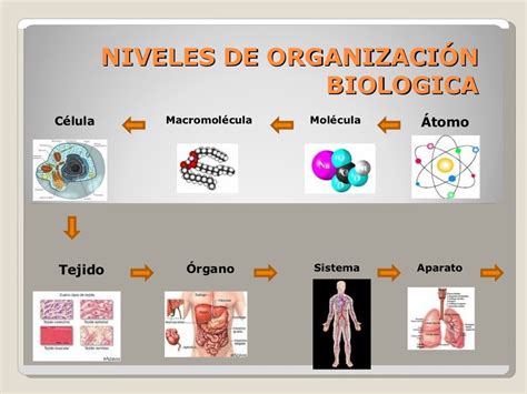Niveles De Organización Biologica
