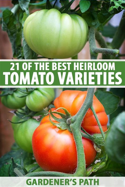 21 Of The Best Heirloom Tomato Varieties Gardeners Path Heirloom