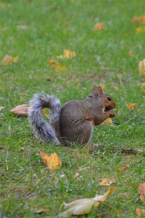Gray Squirrel In Fall Stock Image Image Of Cute Outdoors 14700301