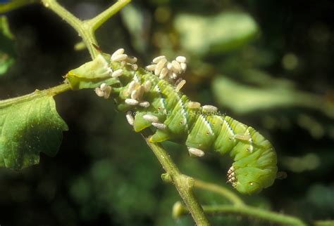 Hornworm And Braconid Wasp Plant Flower Stock Photography Gardenphotos Com