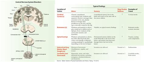 Central Nervous System Disorders Patterns Of Localization Grepmed