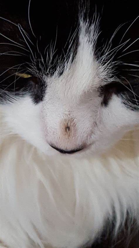 Help Figuring Out Issue With Dark Spot Scab On Cats Nose Thecatsite