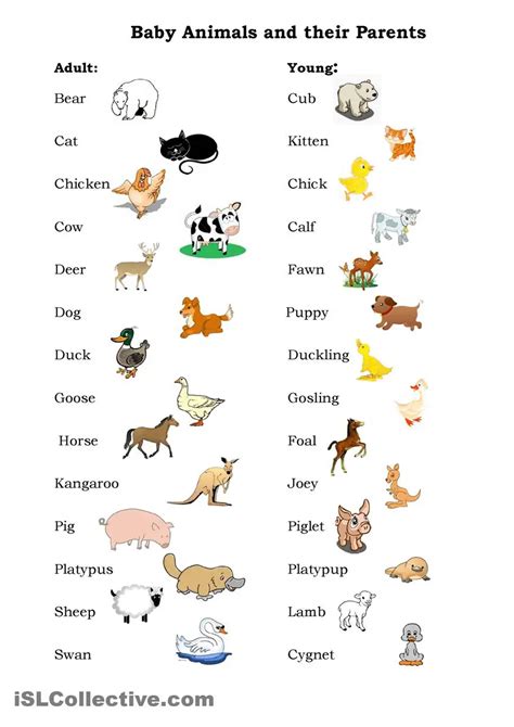 Names Of Baby Animals And Their Parents Myenglishteachereu Blog