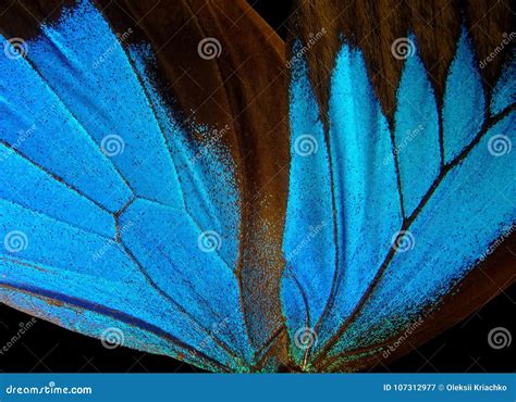 Ulysses Butterfly Wings On A Black Background Stock Image Image Of