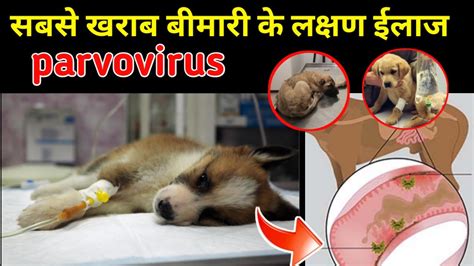 Parvovirus In Dogs Symptoms Prevention Treatment Dogs Puppies