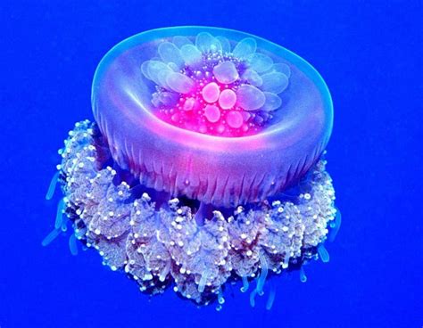 Crown Jellyfish Coronatae Imgur Photorator