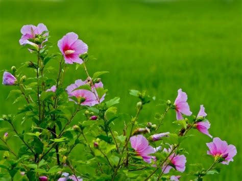 O análise de letras usa cookies para otimizar e aperfeiçoar o site, coletar informações sobre o uso do site e enviar nossos materiais de marketing de acordo com as suas preferências. Rosa-De-Saron Ou Hibiscus Rosa-Sinensis - Minhas Plantas