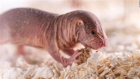 Naked Mole Rats Have Accents And Discriminate Against Foreigners Cnn