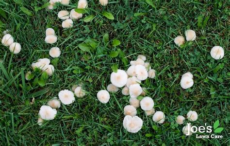 How And Why To Remove Mushrooms From Your Lawn Joes Lawn Care