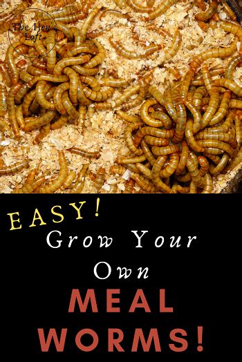 How To Farm Your Own Mealworms Farming Mania