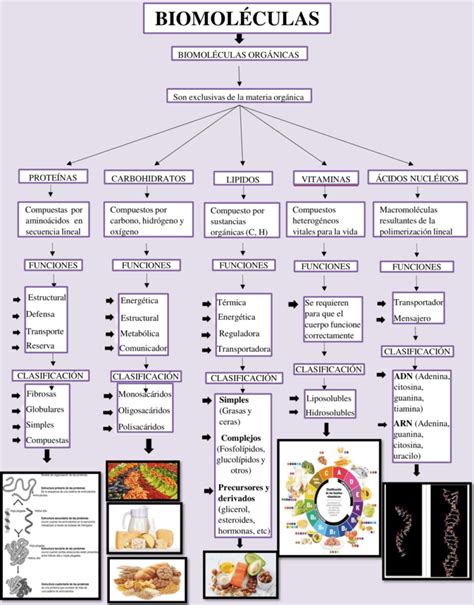 Mapas Conceptuales De Las Biomoléculas 【descargar】
