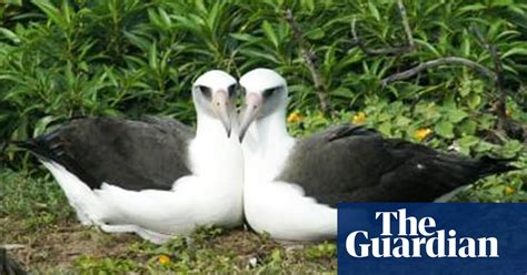Same Sex Relationships May Play An Important Role In Evolution