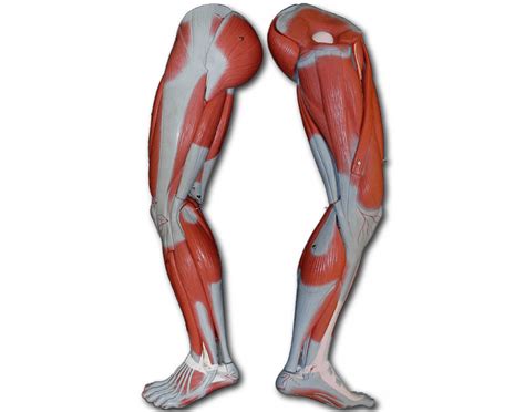 Game Statistics - Leg Muscles