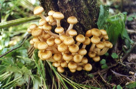 Photo 296 14 Edible Armillaria Mushrooms Russian Name Opiatanear