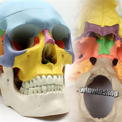 Human Skull Anatomical Anatomy Skeleton Medical Model And Colored Bones 2