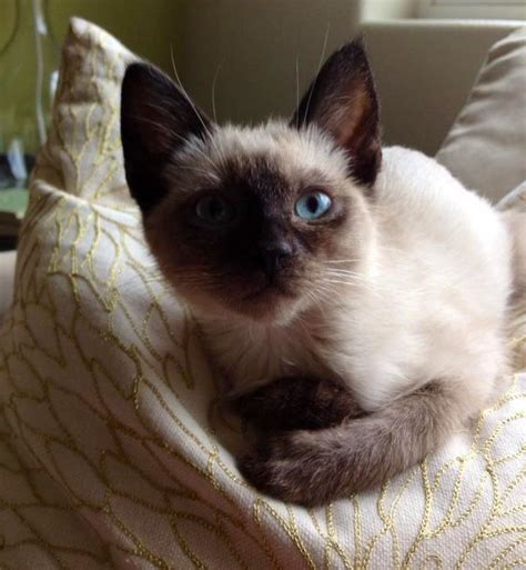 Chocolate Siamese Cats Are So Cute Siamese Kittens Cats And Kittens