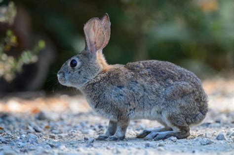 Deadly Rabbit Virus Found In Palm Springs First Sighting In California