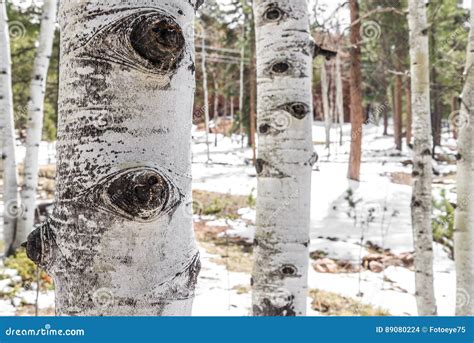 Aspen Tree Bark Texture Stock Photo Image Of Seasons 89080224