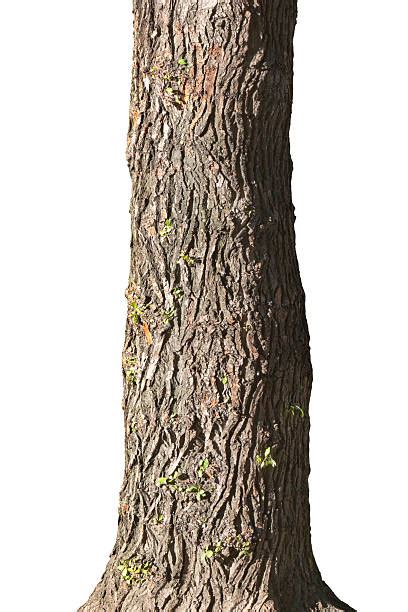 Tree Trunk Stock Photos Pictures And Royalty Free Images Istock
