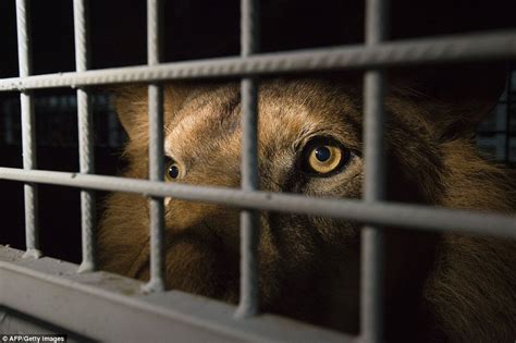 33 Circus Lions Are Rescued In Colombia And Peru And Airlifted To South African Sanctuary