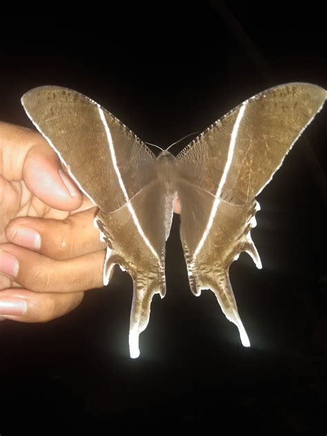 Download 86+ Gambar Kupu Kupu Malam HD Terbaik - Info Gambar