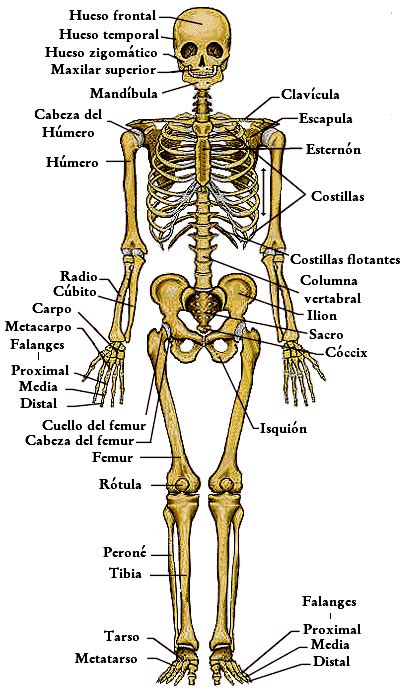 Huesos Del Esqueleto Humano En 2020 Huesos Del Cuerpo Humano Huesos Del