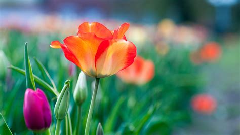 Desktop Wallpaper Garden Tulip Flowers Blur 4k Hd
