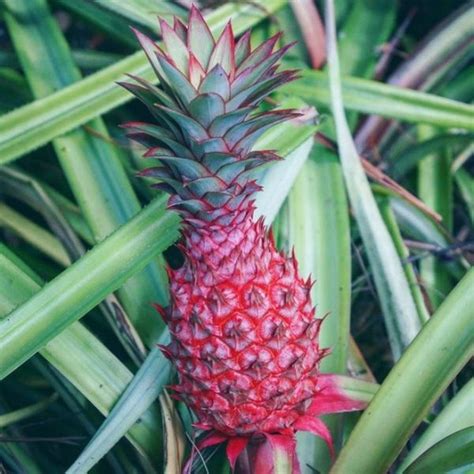 Alert Millennial Pink Pineapples Are A Thing That Exists Now Brit Co
