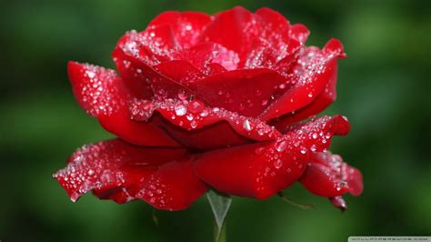 A best design of red rose wallpaper flowers nature is my lovely in that collection. Rose Flowers Wallpapers - Real HD Wallpapers