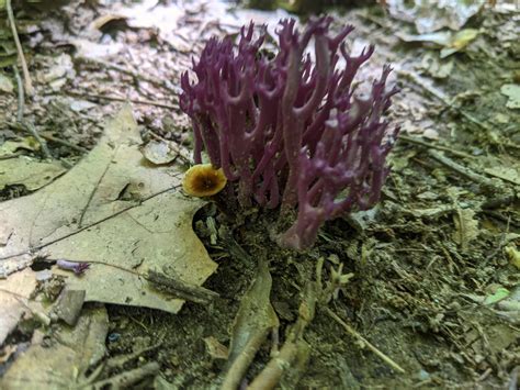 Violet Coral Fungus Clavaria Zollingeri Rfungi